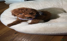Miniature Poodle dogs for sale: Bella - Image 4