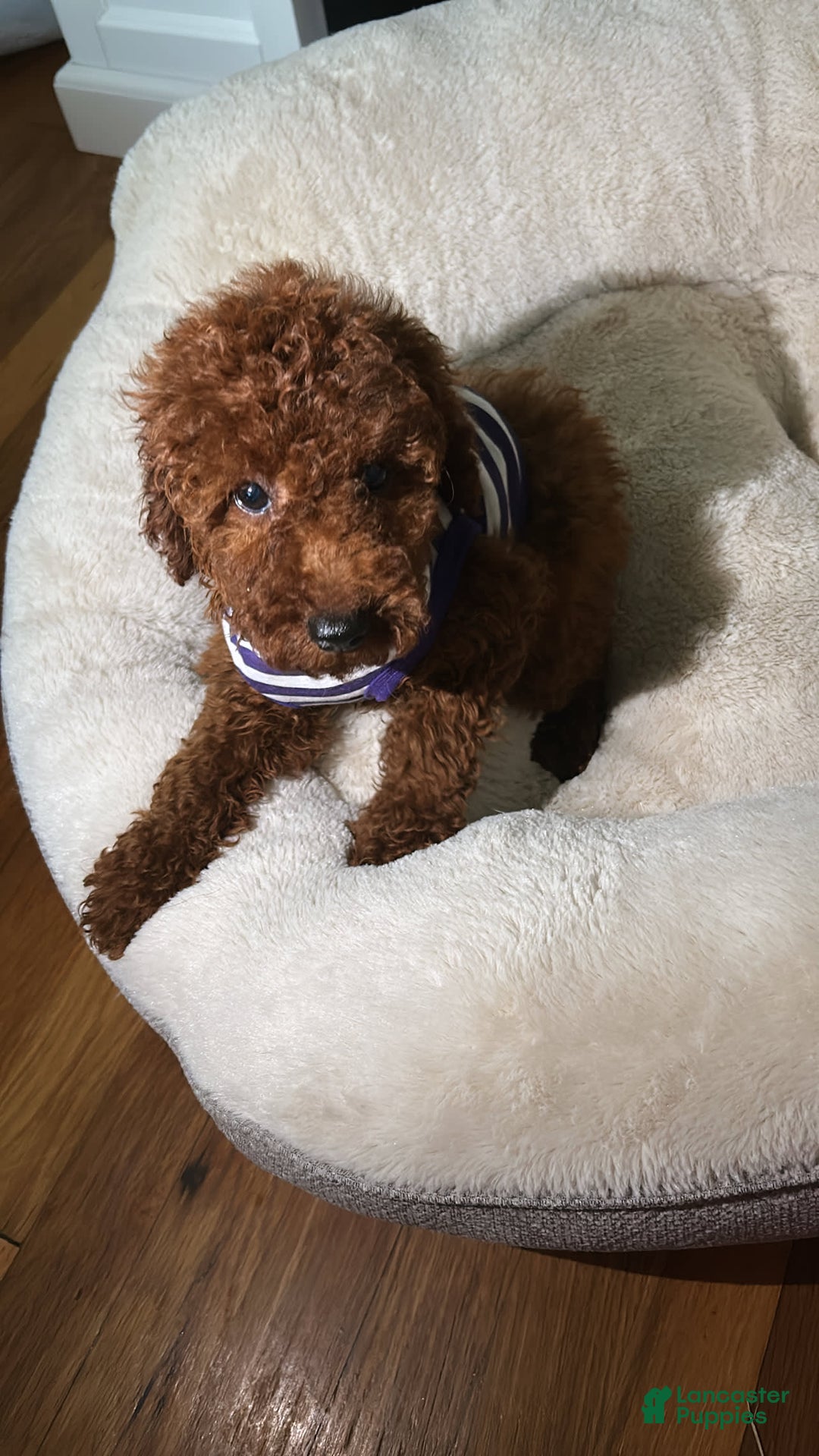 Miniature Poodle dogs for sale: Bella - Image 4