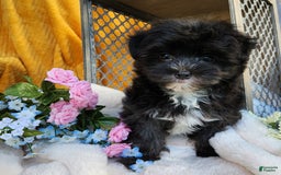 Morkie dogs for sale: Gracie - Image 4