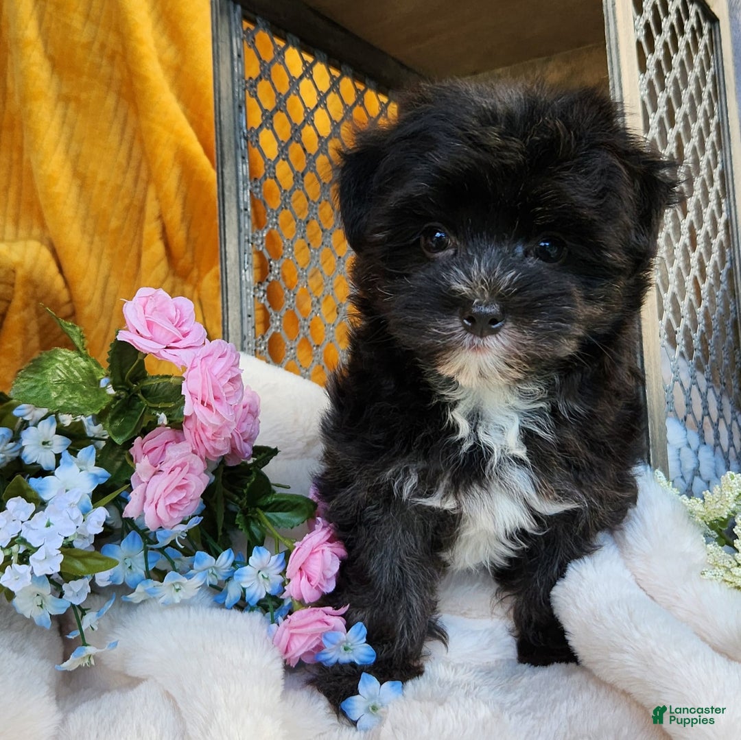 Morkie dogs for sale: Gracie - Image 4