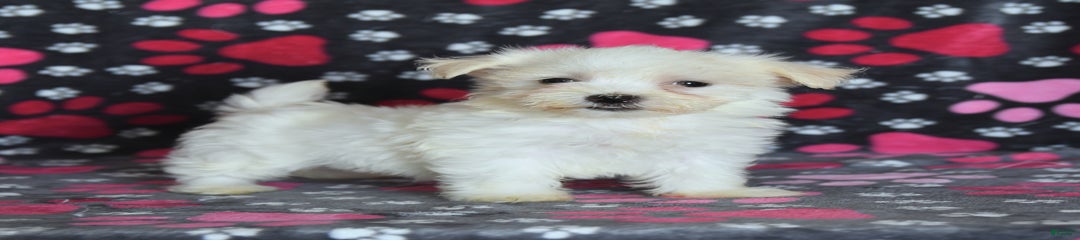 Josie