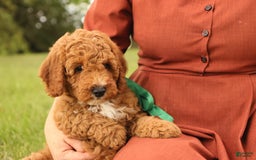 Mini Goldendoodle dogs for sale: Thunder - Image 2