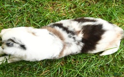 Australian Shepherd dogs for sale: Kracker - Image 1