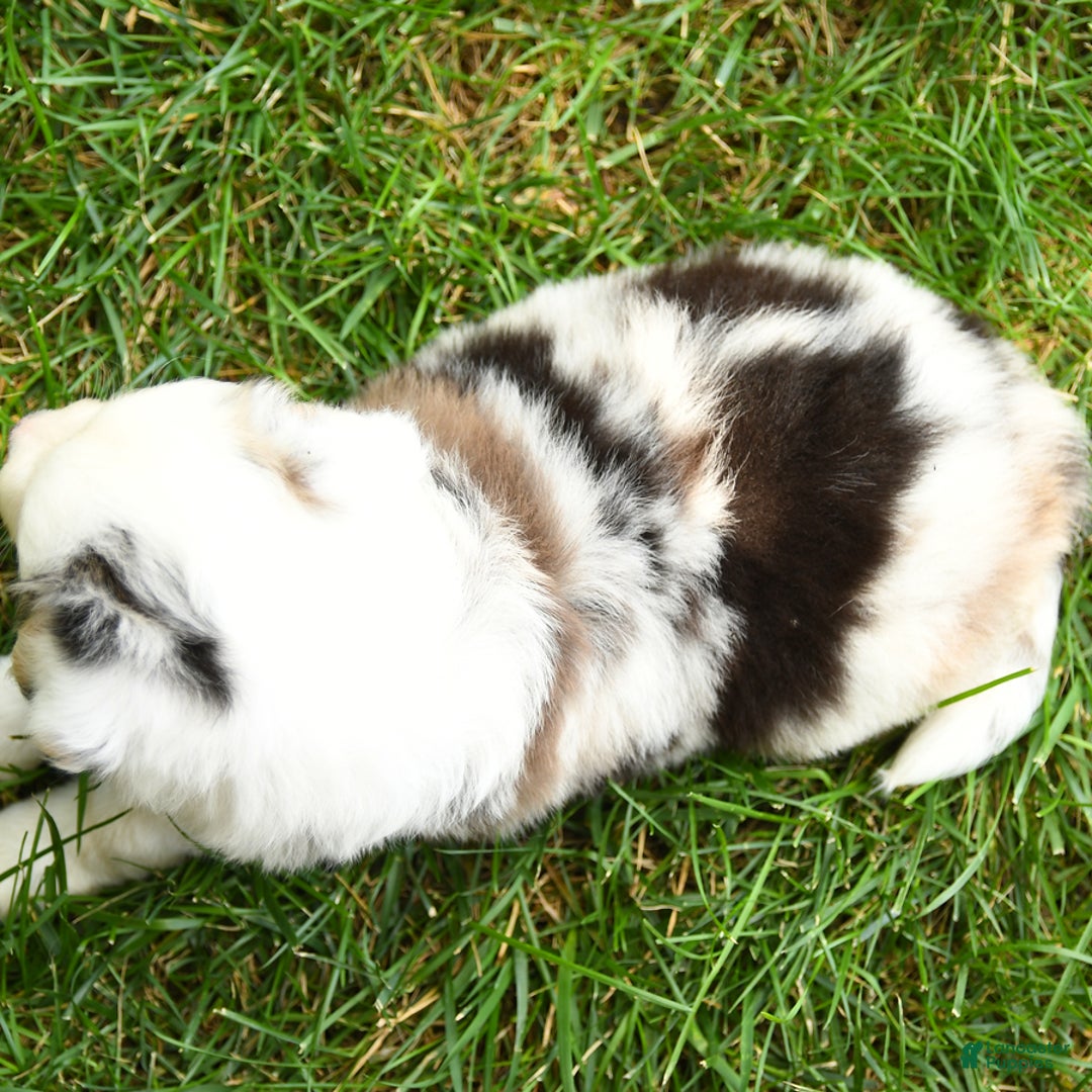 Australian Shepherd dogs for sale: Kracker - Image 1