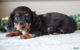 Miniature Dachshund dogs for sale: Allie - Image 5