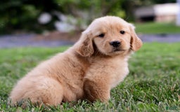 Golden Retriever dogs for sale: Golden Retriever 9 puppies - Image 12