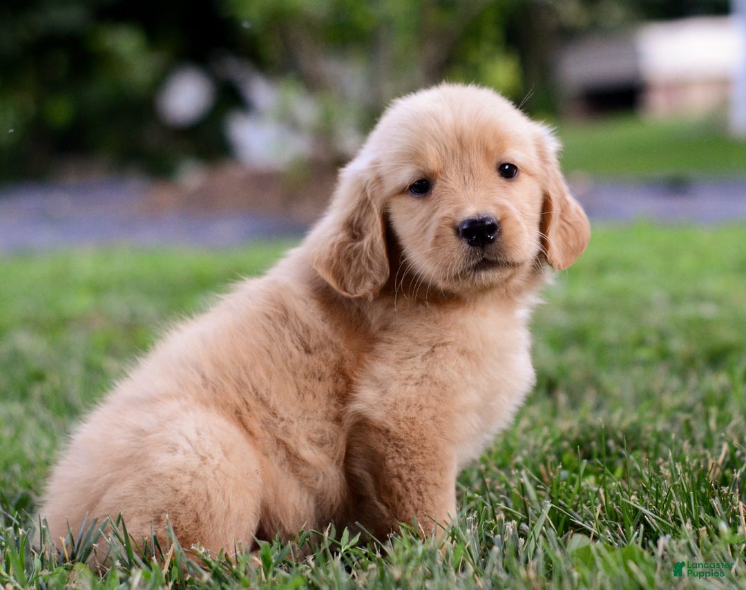 Golden Retriever dogs for sale: Golden Retriever 9 puppies - Image 12