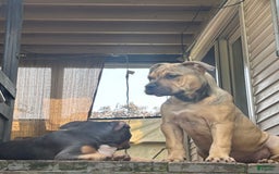 American Bully dogs for sale: Enzo - Image 15