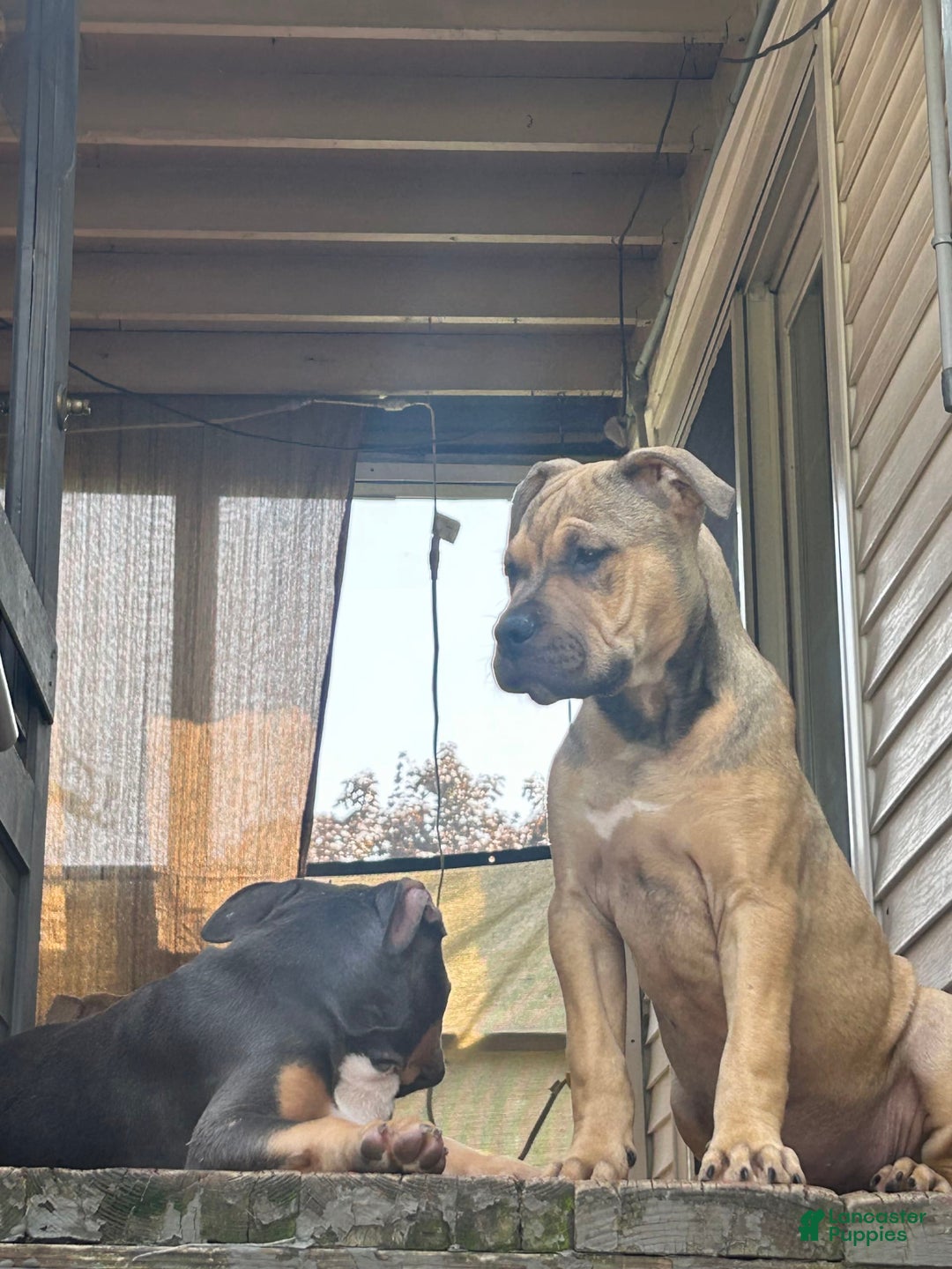 American Bully dogs for sale: Enzo - Image 15