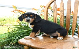Beagle dogs for sale: Lucky - Image 2