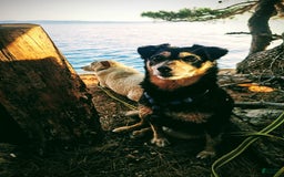 Jug dogs for sale: Lotta - Image 1