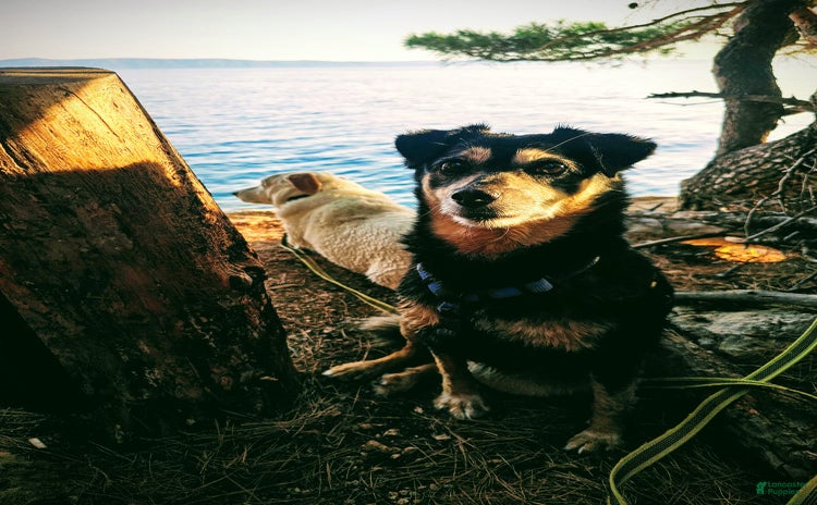 Jug dogs for sale - Ad 1