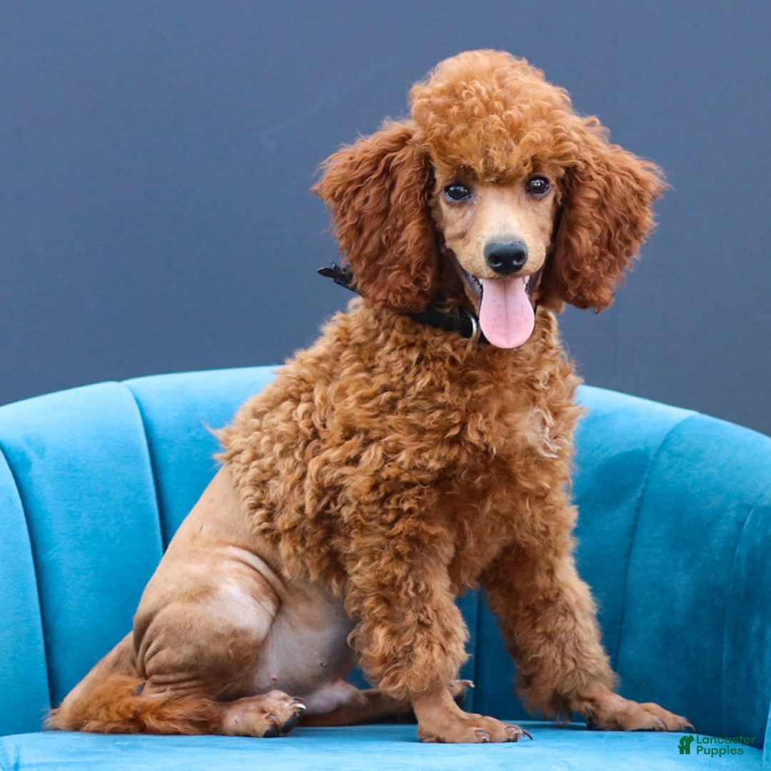 Miniature Poodle dogs for sale: Beau - Image 7