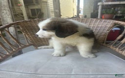 Great Pyrenees dogs for sale: Maverick - Image 1