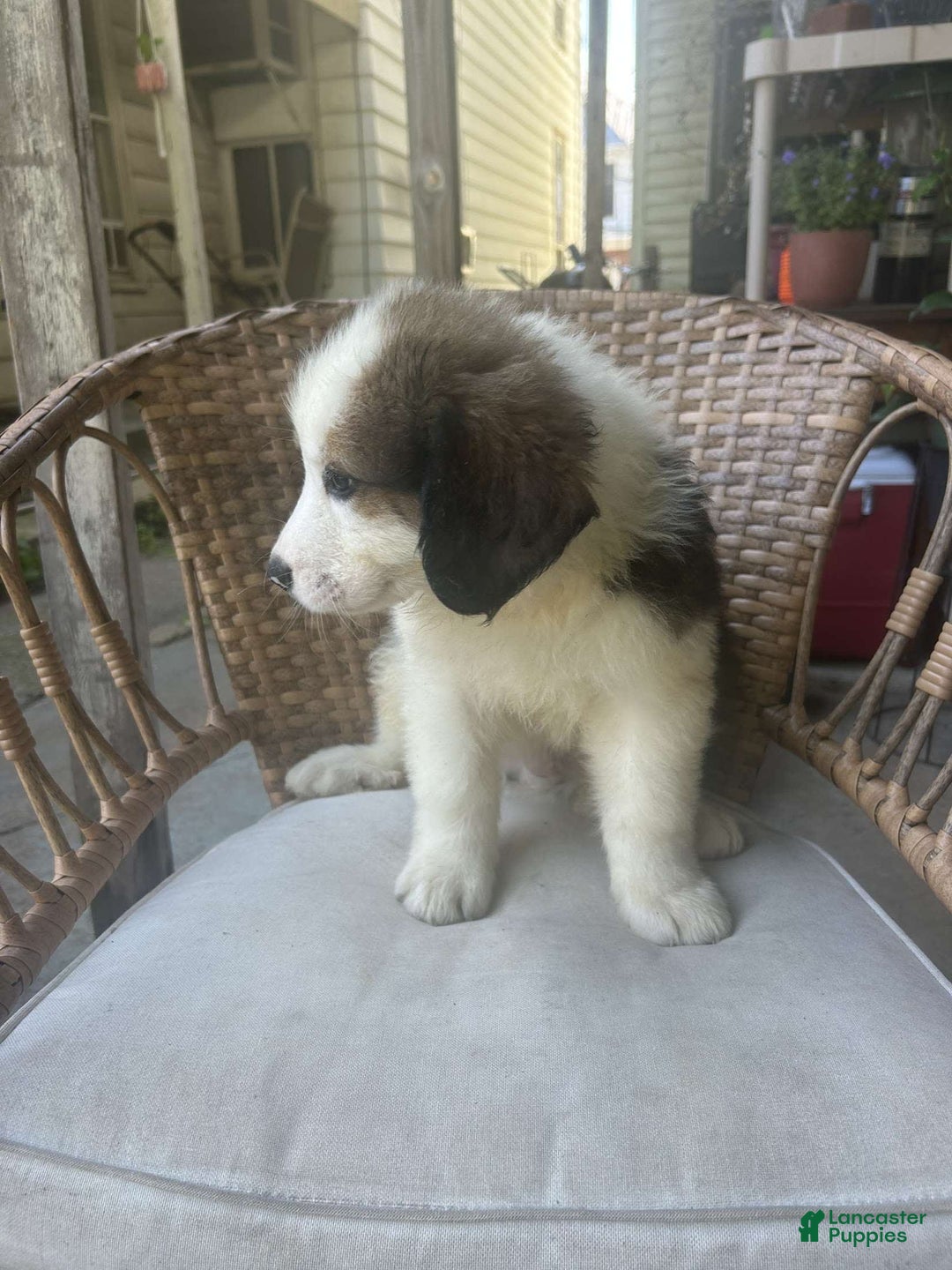 Great Pyrenees dogs for sale: Maverick - Image 1