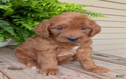 Mini Goldendoodle dogs for sale: Mini-wendy - Image 19