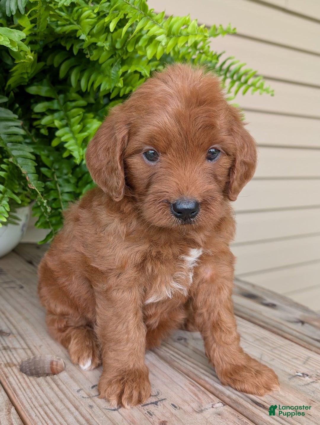 Mini Goldendoodle dogs for sale: Mini-wendy - Image 19