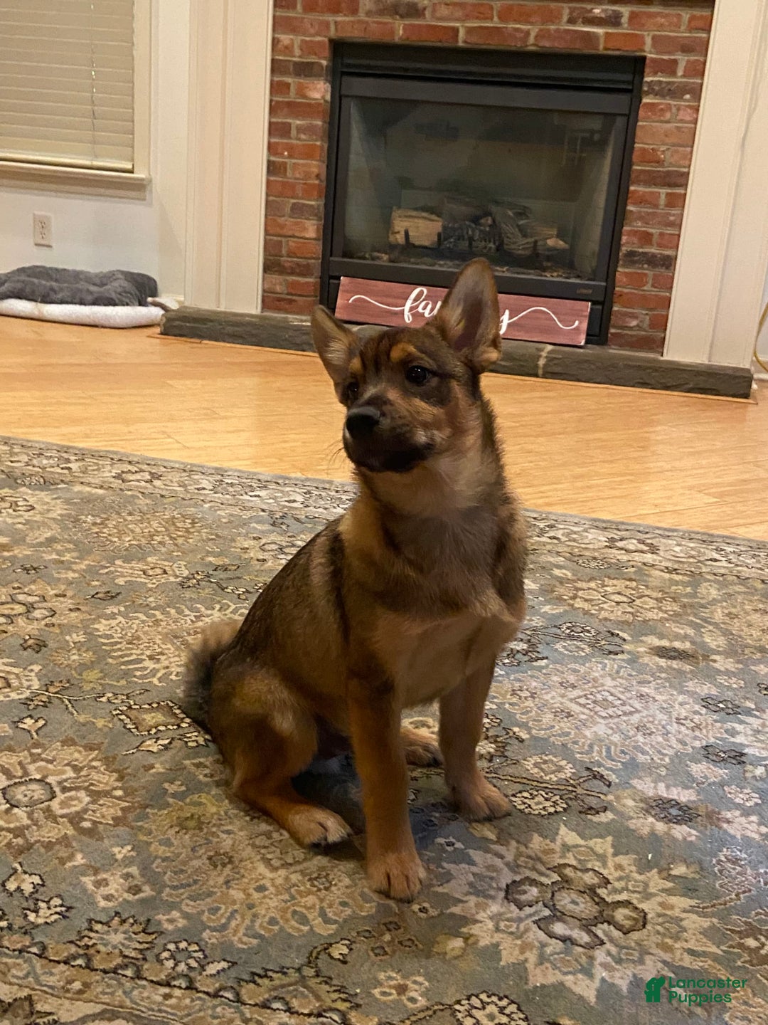 Keeshond dogs for sale: Yogi - Image 7