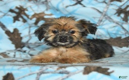 Shorkie dogs for sale: Huck - Image 13