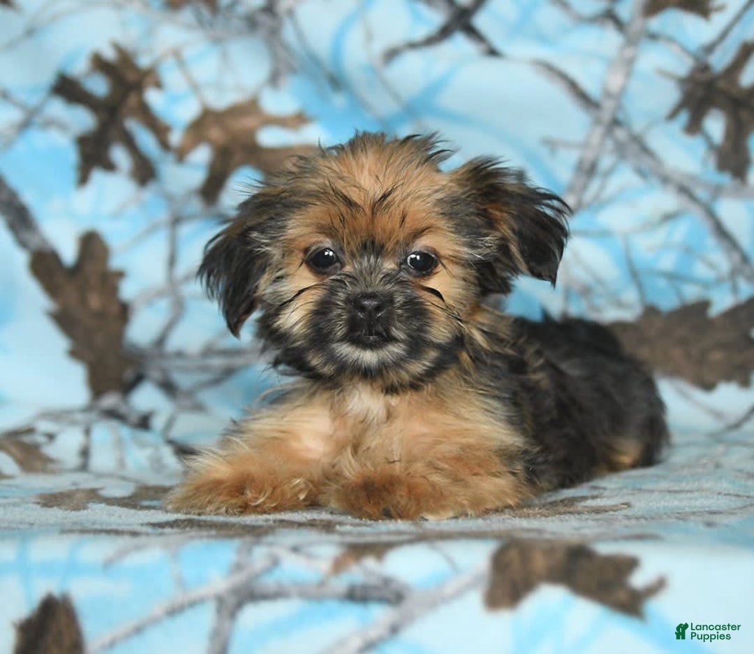 Shorkie dogs for sale: Huck - Image 13