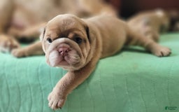 English Bulldog dogs for sale: Ozzy - Image 1