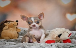 Chihuahua dogs for sale: Lola - Image 1
