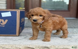 Goldendoodle dogs for sale: Lucy - Image 5