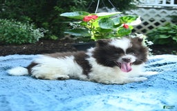 Pomeranian dogs for sale: Denmark - Image 3
