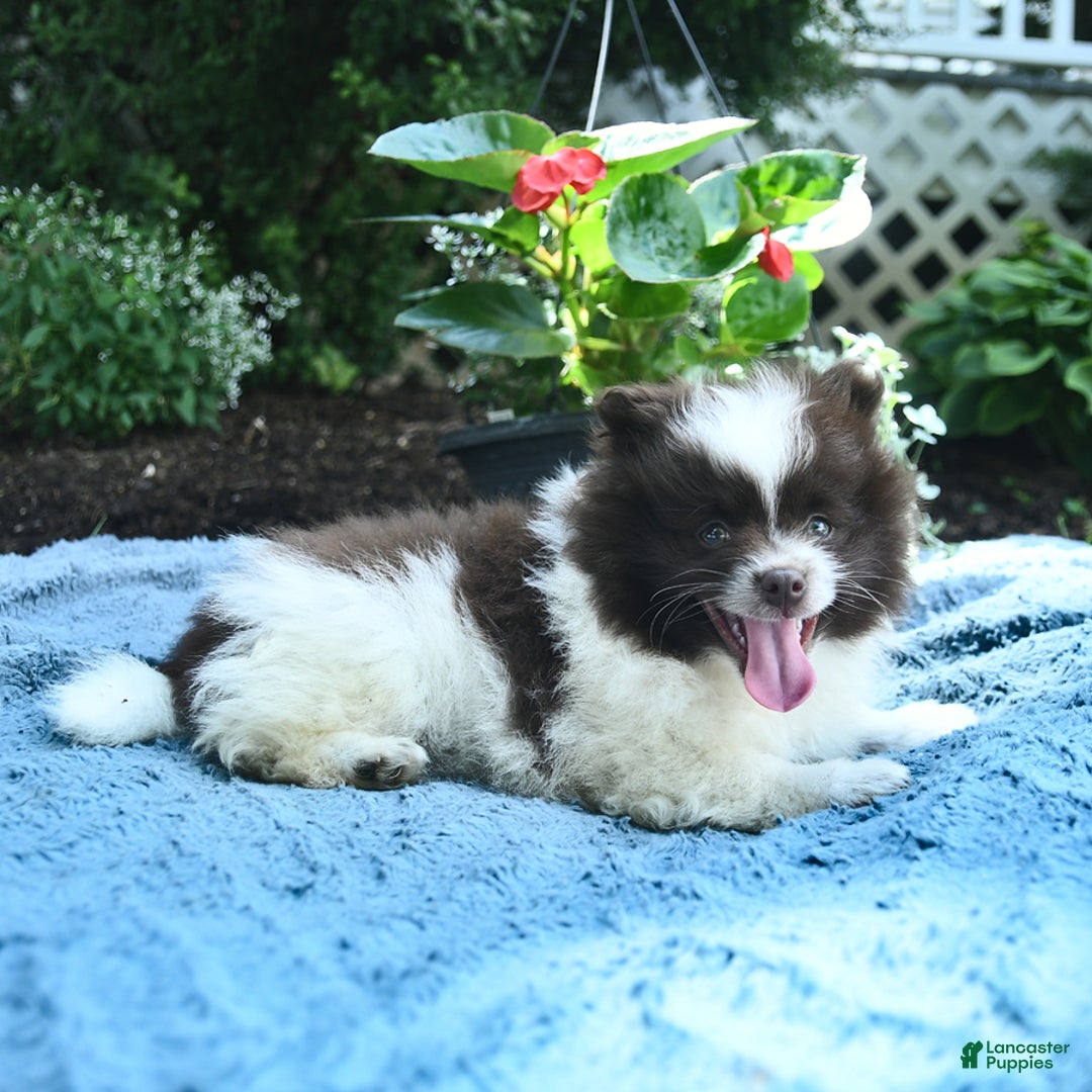 Pomeranian dogs for sale: Denmark - Image 3