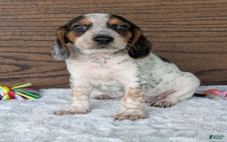 Beagle dogs for sale: Lexi - Image 13