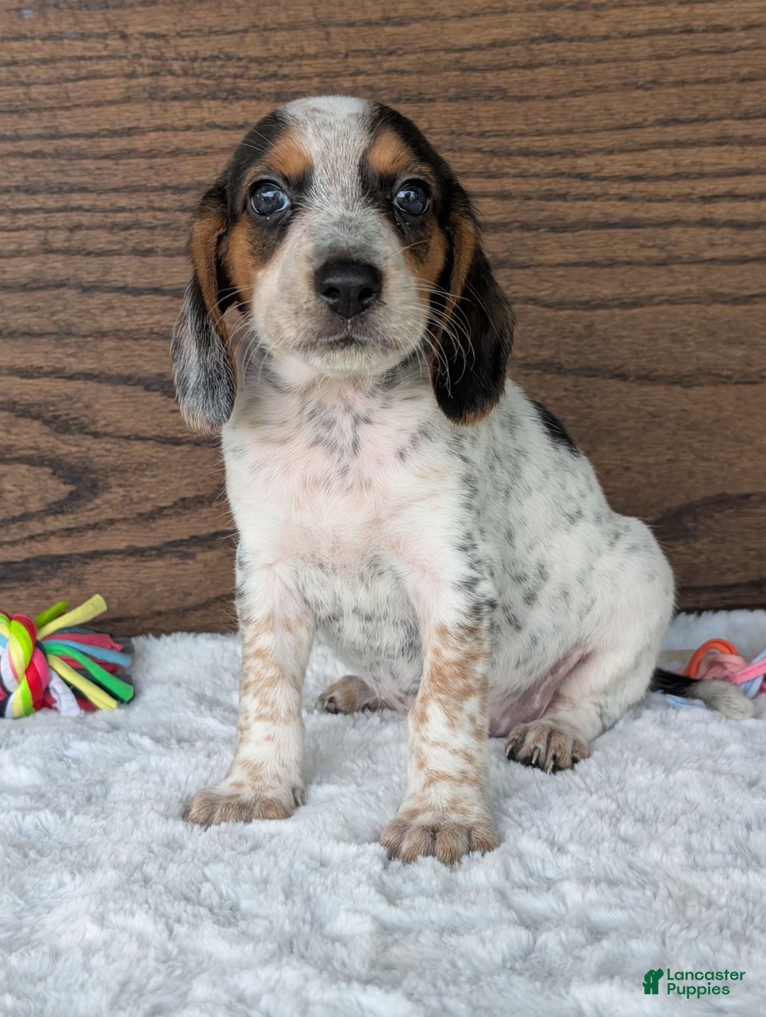 Beagle dogs for sale: Lexi - Image 13