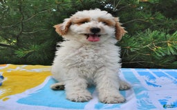 Mini Goldendoodle dogs for sale: Buster - Image 10