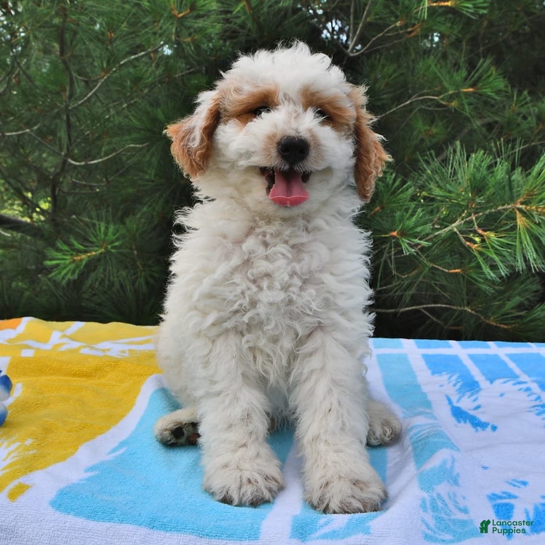 Mini Goldendoodle dogs for sale: Buster - Image 10