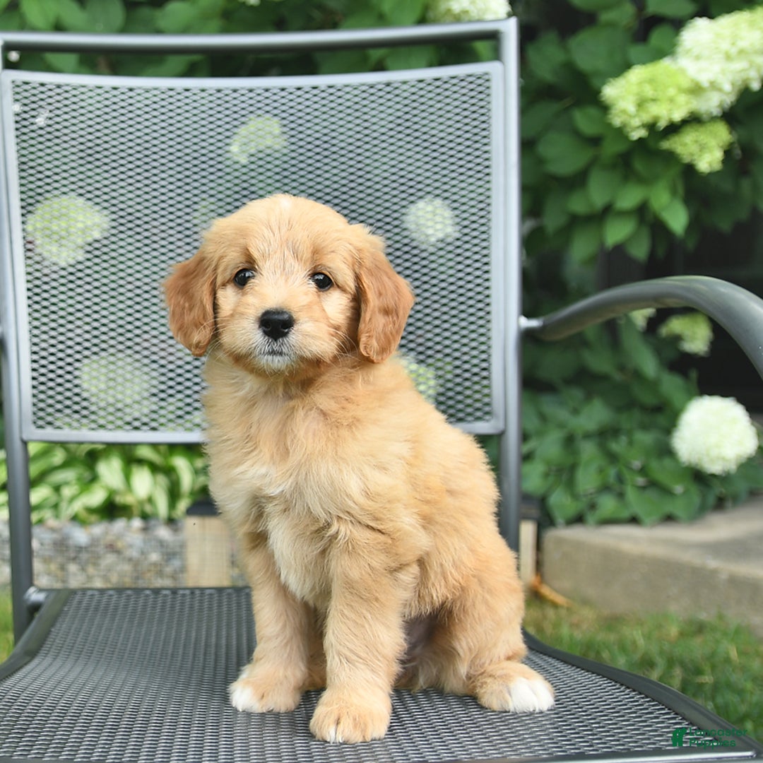 Mini Goldendoodle dogs for sale: Lainey - Image 2