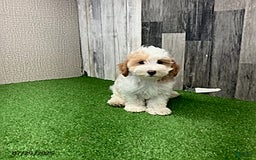 Maltipoo dogs for sale: Jolan - Image 4