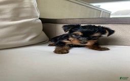 Yorkshire Terrier dogs for sale: Nala - Image 13