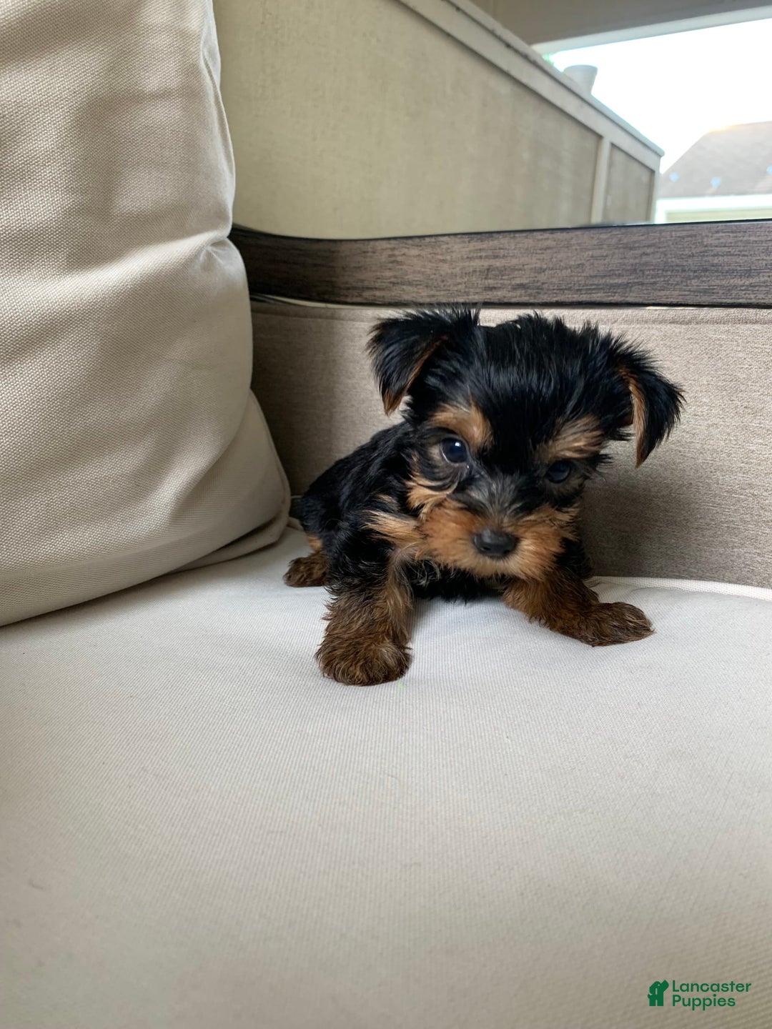 Yorkshire Terrier dogs for sale: Nala - Image 13