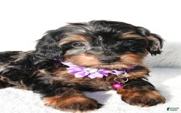 Cockapoo dogs for sale: Angelo - Image 7