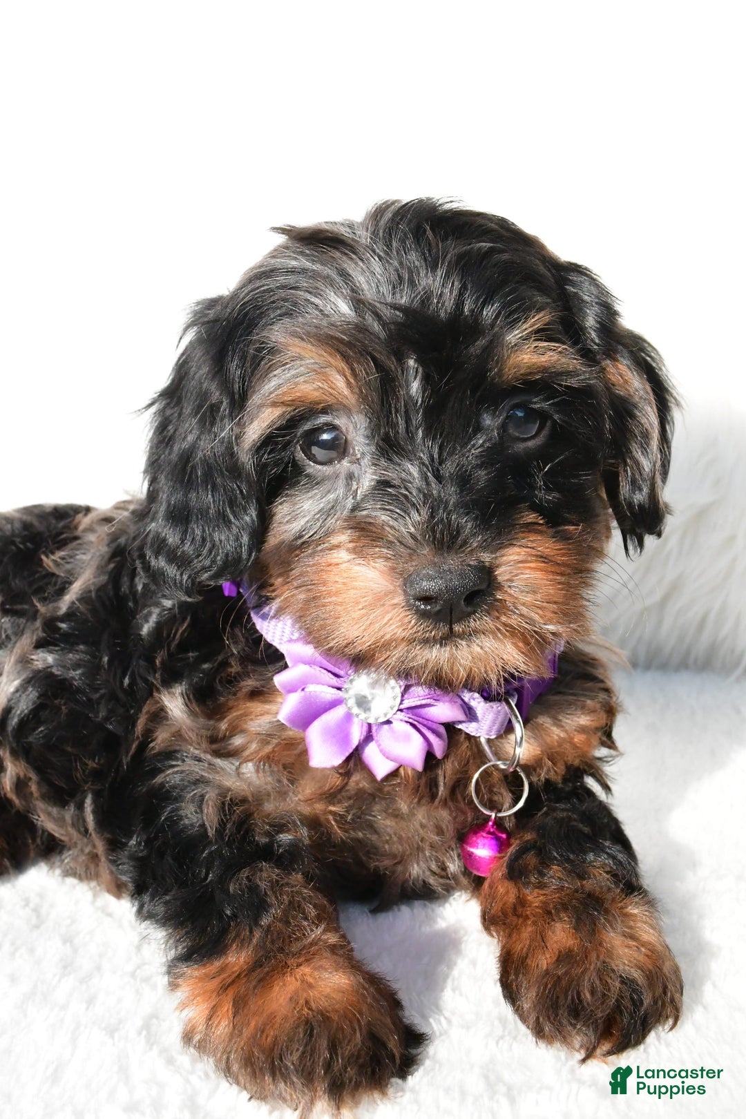 Cockapoo dogs for sale: Angelo - Image 7