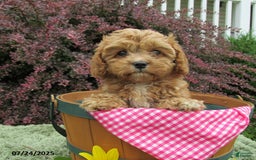 Cavapoo dogs for sale: Princess - Image 23
