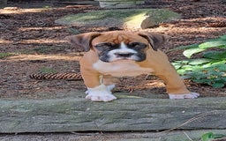 Boxer dogs for sale: Ozzy - Image 1