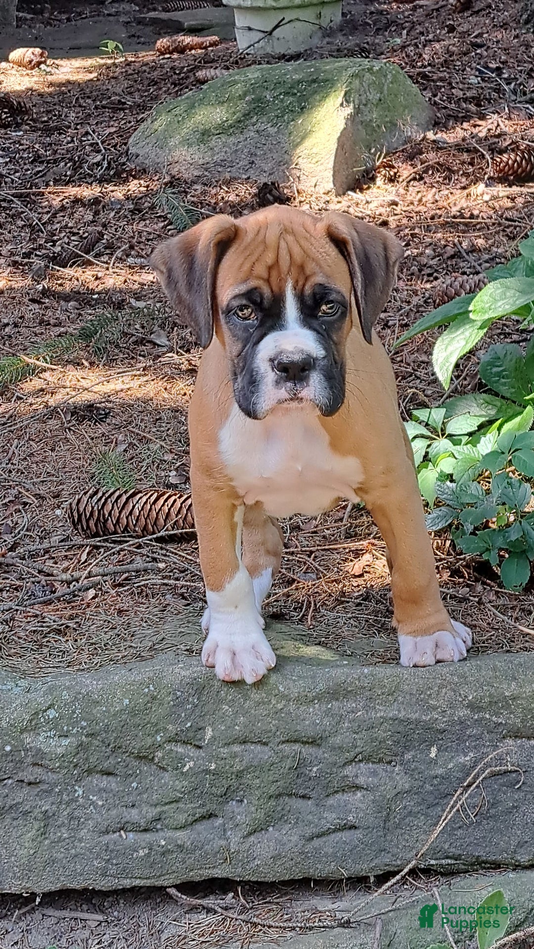 Boxer dogs for sale: Ozzy - Image 1