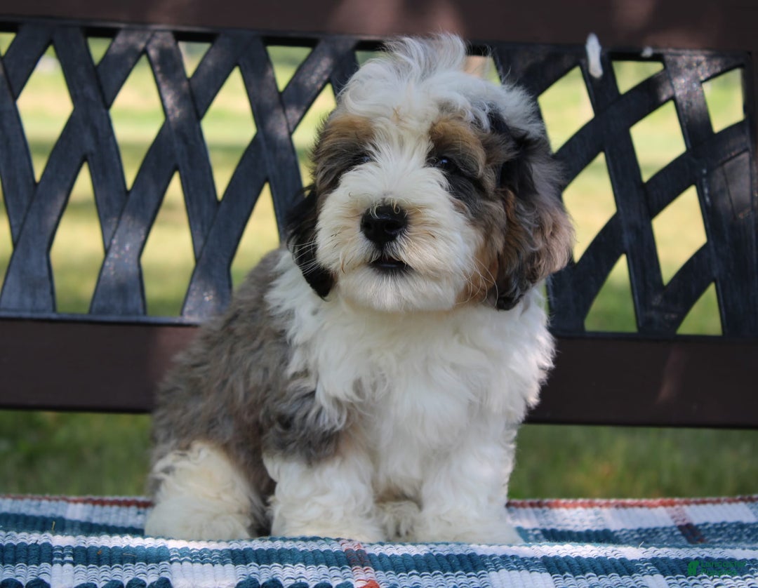 Mini Bernedoodle dogs for sale: Luke - Image 18