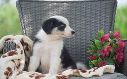 Border Collie dogs for sale: Benson - Image 2