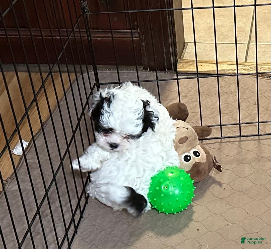 Shihpoo dogs for sale: Oreo - Image 3