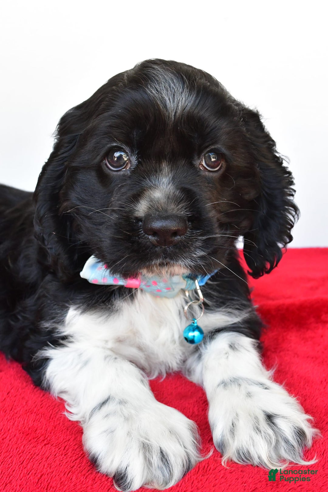Cocker Spaniel dogs for sale: Pudge - Image 1