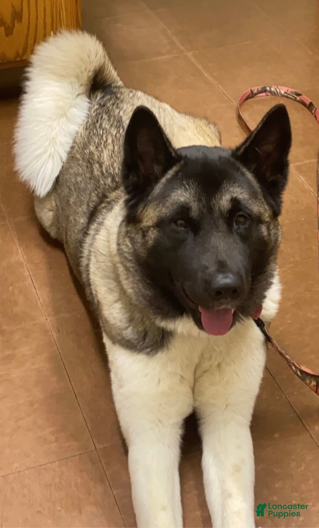 Akita dogs for sale: Jasper - Image 12