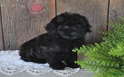 Havapoo dogs for sale: Hawk - Image 4