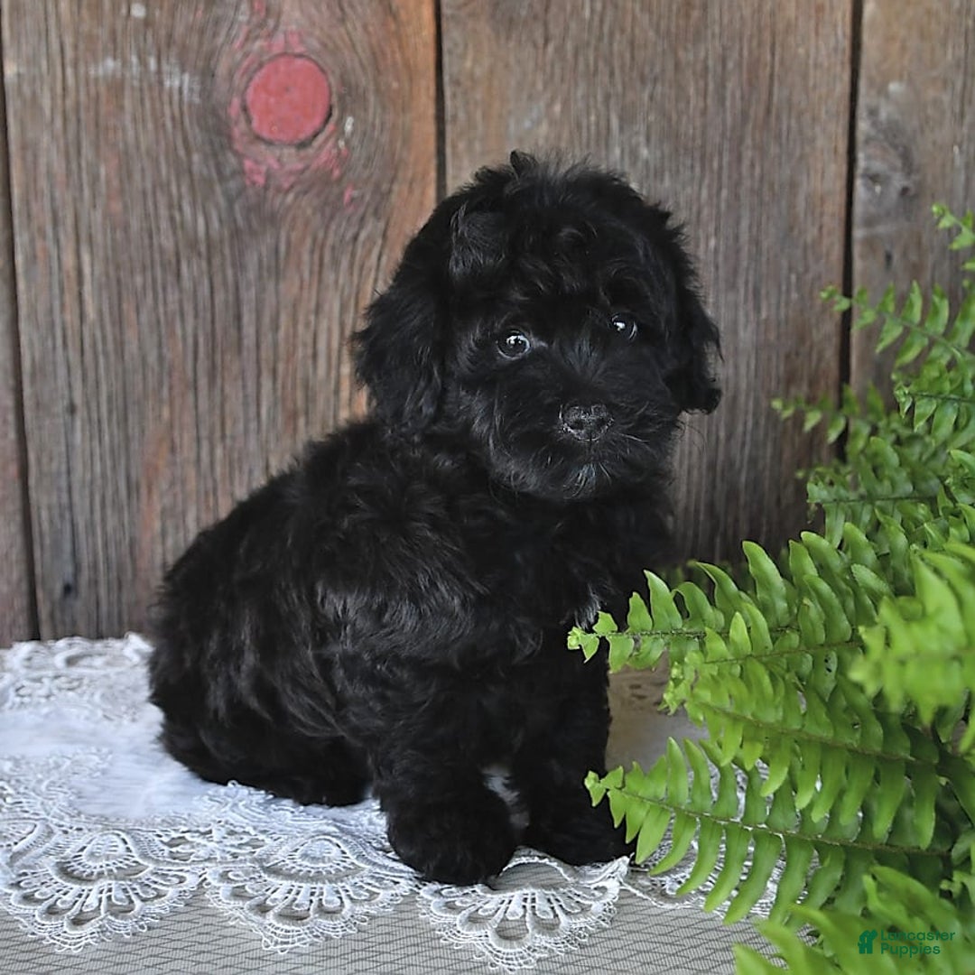 Havapoo dogs for sale: Hawk - Image 4