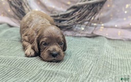 Cavapoo dogs for sale: Zeus - Image 5